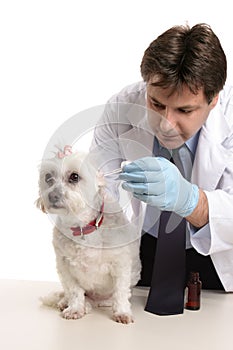 Vet treating a pet dog