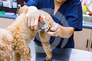 Vet trim cut dog nails at clinic