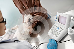 Vet wearing blue gloves examining dog while doing x-ray
