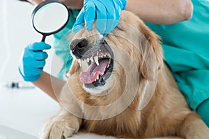 The vet is wearing a dental check-up for the Golden Retriever dog with Magnifying glass.  The vet is smiling, happy with the