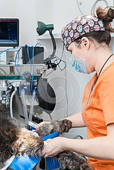 Vet wearing a mask holding a dog`s paws in a veterinary clinic surgery room