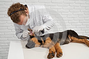 Vet in white lab coat examining dog ear.