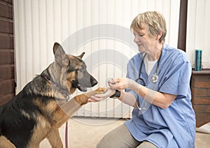 Vet working with an Alsatian dog