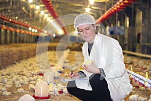 Vet working on chicken farm