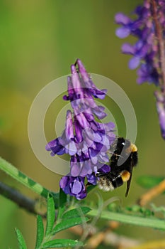 Vetch and bumblebee