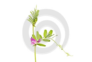 Vetch flower and foliage
