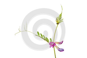 Vetch flowers and foliage