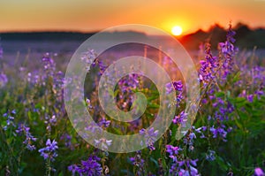 Vetch flowers at sunrise