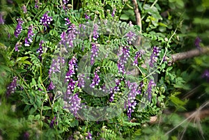 A vetch with grape-shaped white purple flower