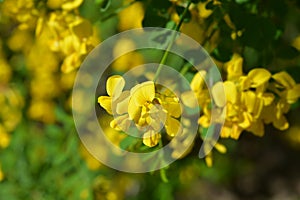 Vetch-like coronilla