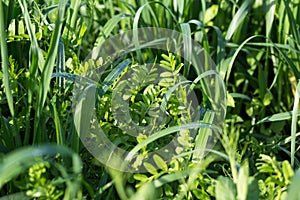 Vetch and oats as cover crops. Green manure crops