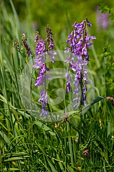 Vetch, vicia cracca valuable honey plant, fodder, and medicinal plant. Fragile purple flowers background. Woolly or Fodder Vetch