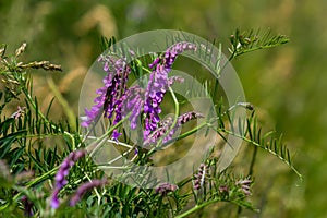 Vetch, vicia cracca valuable honey plant, fodder, and medicinal plant. Fragile purple flowers background. Woolly or Fodder Vetch