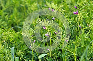 Vetch Vicia sativa grows in the field