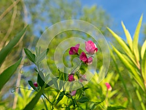 Vetch (Vicia sp.) in meadow