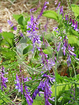 Vetch weed has purple and white flowers