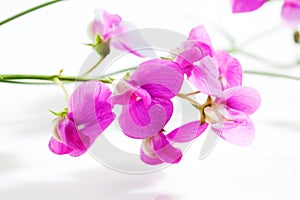 Vetches, Vicia, white background