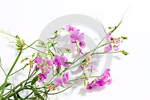 Vetches, Vicia, white background