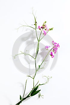 Vetches, Vicia, white background