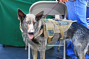 Veteran German Shepherd Service Dog