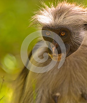 Veteran among the Zanzibar Red Colobus