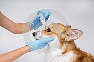 Veterenar instills a therapeutic drop in the eyes of a corgi dog on a white background
