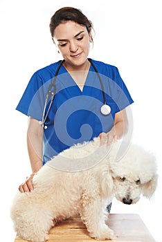 Veterinar check dog