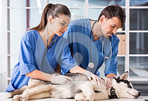 Veterinarian