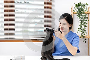 Veterinarian or animal nurse will examine your cat`s physical