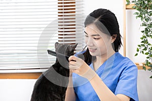 Veterinarian or animal nurse will examine your cat`s physical