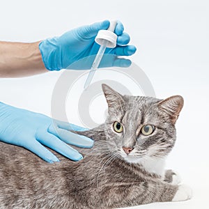 Veterinarian applies antiparasitic drops medicine on the back of the cat`s neck