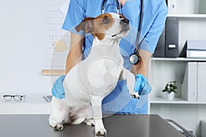 Veterinarian applying bandage onto dog`s paw at table in clinic, closeup