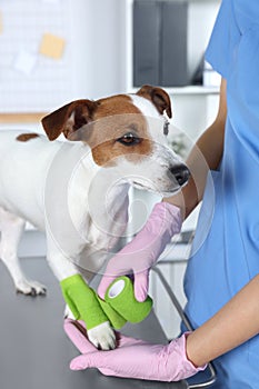 Veterinarian applying bandage onto dog`s paw at table in clinic, closeup