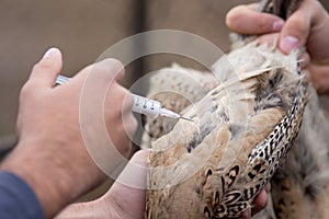 Veterinarian applying injection to chicken