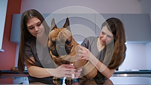 Veterinarian and assistant bandaging dog leg on examination table in clinic