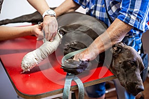 A veterinarian bandages a dog`s leg after an injury, broken leg, vet clinic