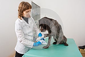 Veterinarian bandaging paw of dog