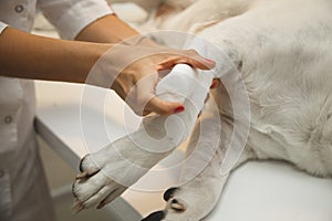 veterinarian bandaging paw of a dog in vet clinic