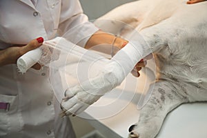 veterinarian bandaging paw of a dog in vet clinic