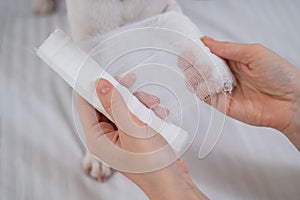 Veterinarian bandaging the paw of a Jack Russell Terrier dog.