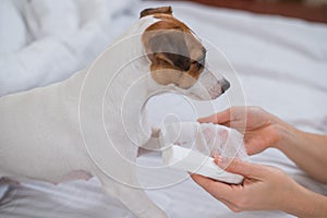 Veterinarian bandaging the paw of a Jack Russell Terrier dog.