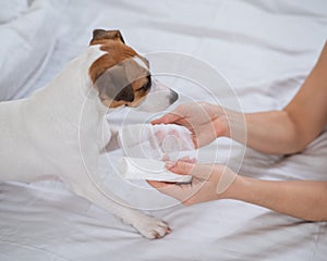 Veterinarian bandaging the paw of a Jack Russell Terrier dog.