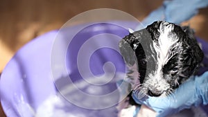 Veterinarian in blue gloves washes a small dog with shampoo in a bath of water. Shampoo for animals