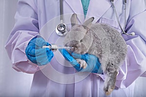 veterinarian with a blue stethoscope uses a syringe to feed liquid chemicals to a brown rabbit held in his arm