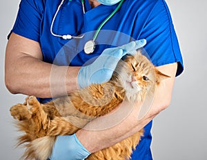 Veterinarian in blue uniform and sterile latex gloves holds and examines a big fluffy red cat