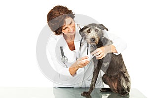 Veterinarian Caring For Injured Dog