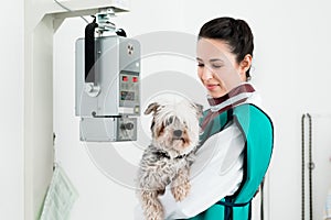 Veterinarian carrying sick puppy in x-ray room