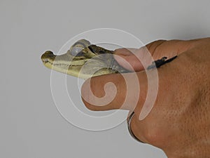 Veterinarian catching a baby crocodile. You can see the third eyelid and the eardrum cover. White background