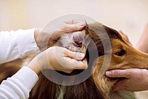 Veterinarian check dog`s ear at pet clinic