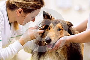 Veterinarian check sick ear to sick dog with otoscope